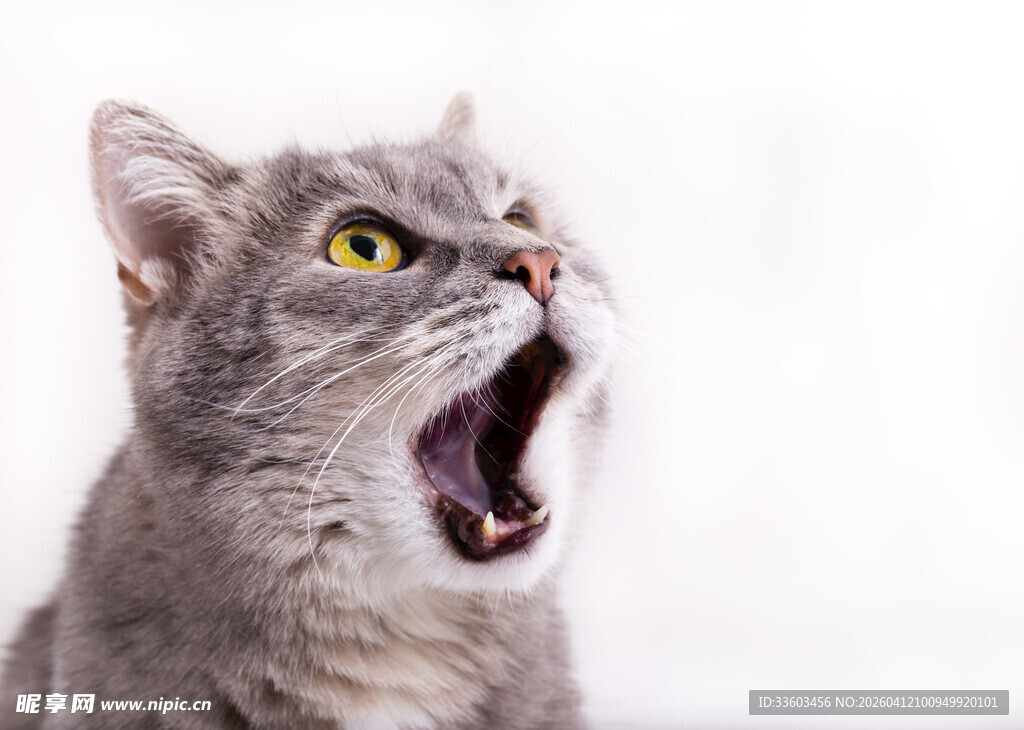 张嘴打哈欠的可爱灰猫