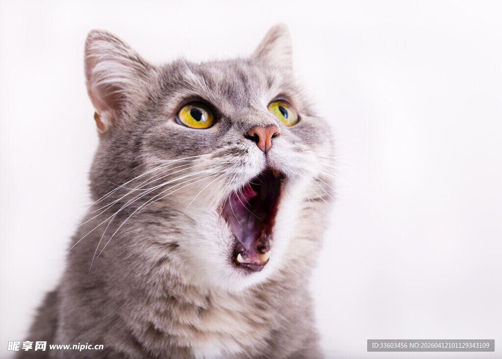 张嘴打哈欠的可爱猫咪