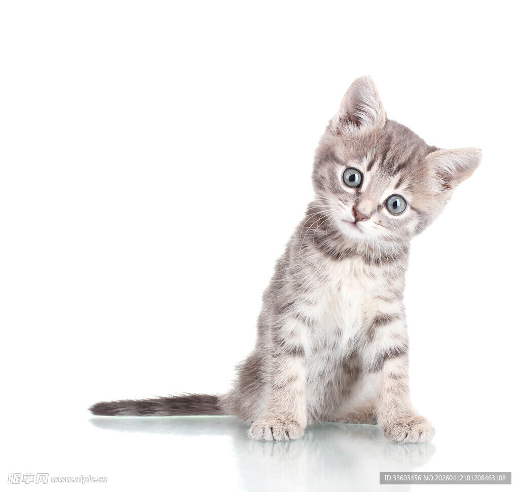 可爱小猫咪坐立