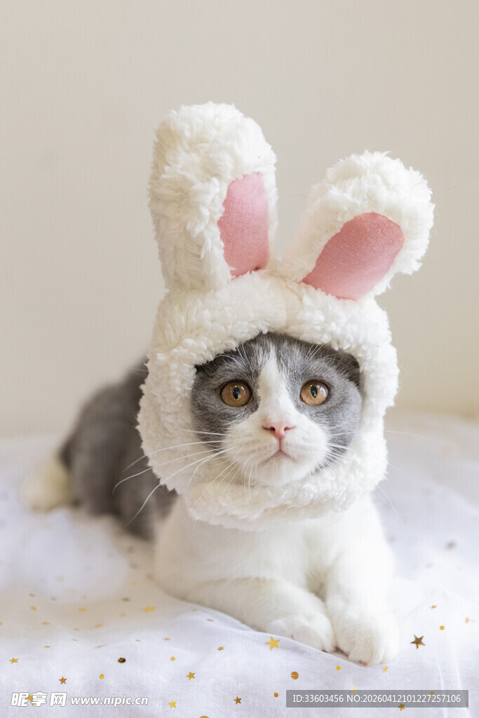 戴兔耳帽的可爱猫咪