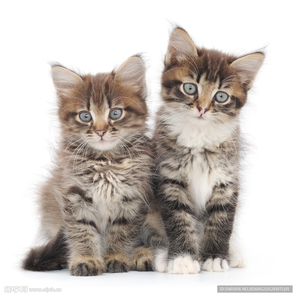 两只可爱小猫咪