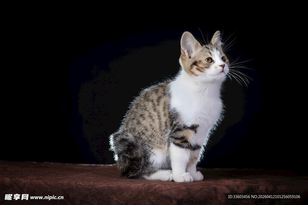 坐姿优雅的三色猫咪