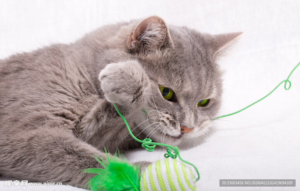 灰猫玩绿色逗猫玩具