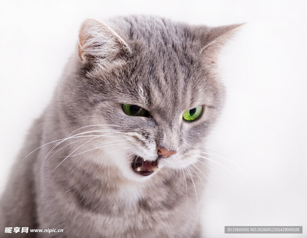 发怒的灰猫