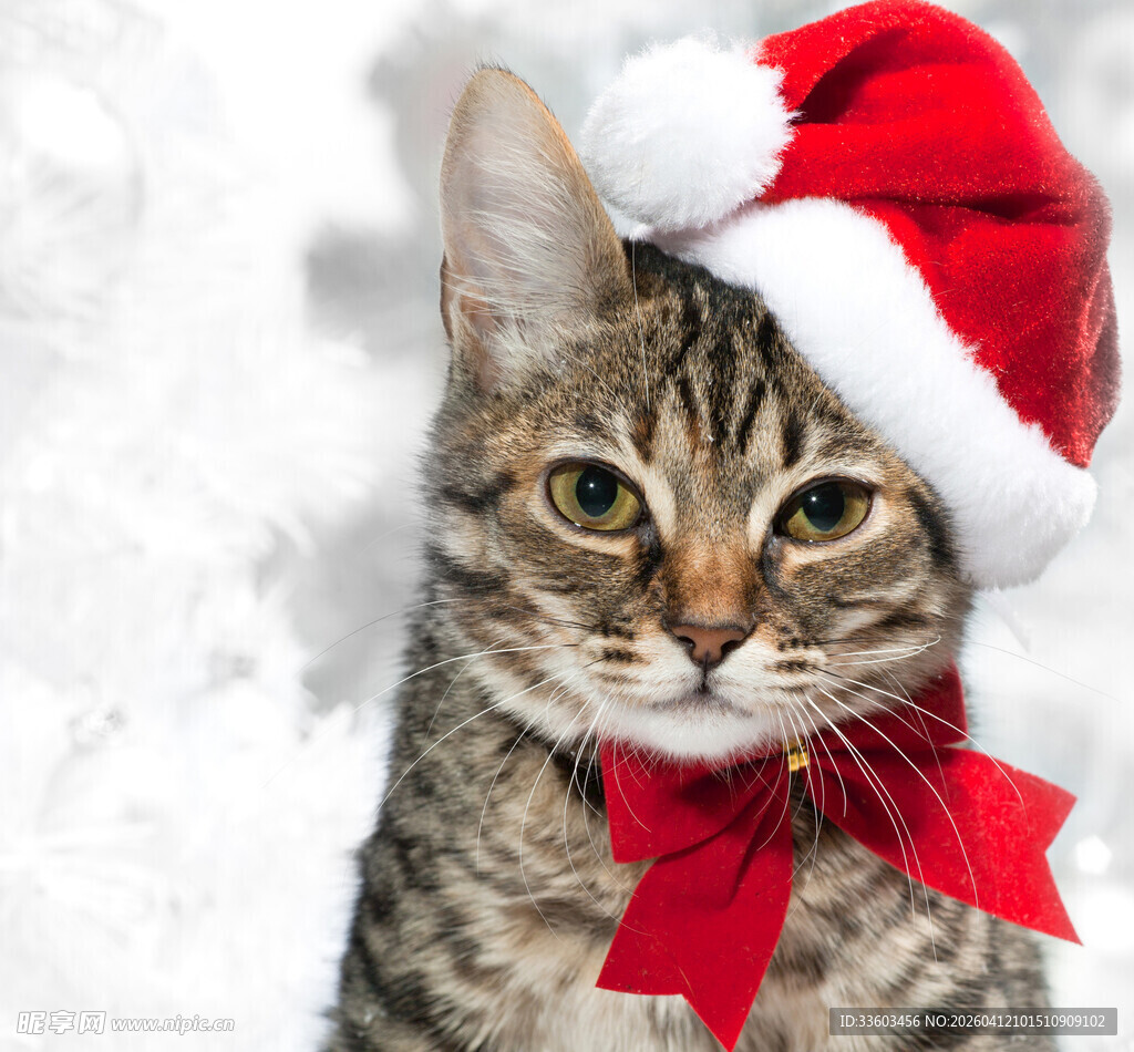 戴圣诞帽的可爱猫咪