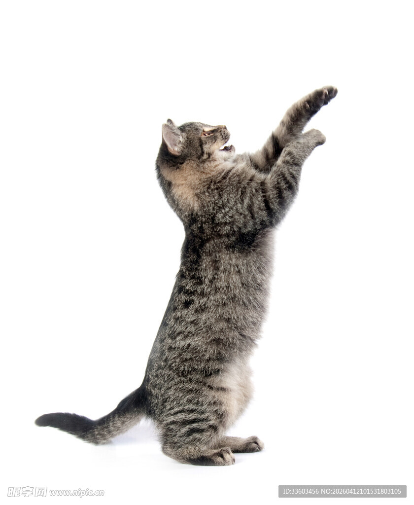 站立猫咪伸爪好奇模样
