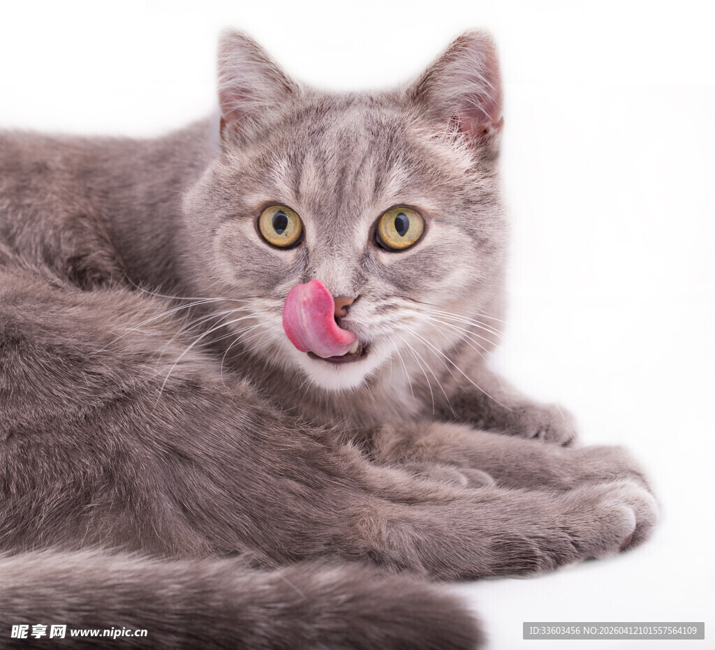 俏皮灰猫吐舌卖萌瞬间