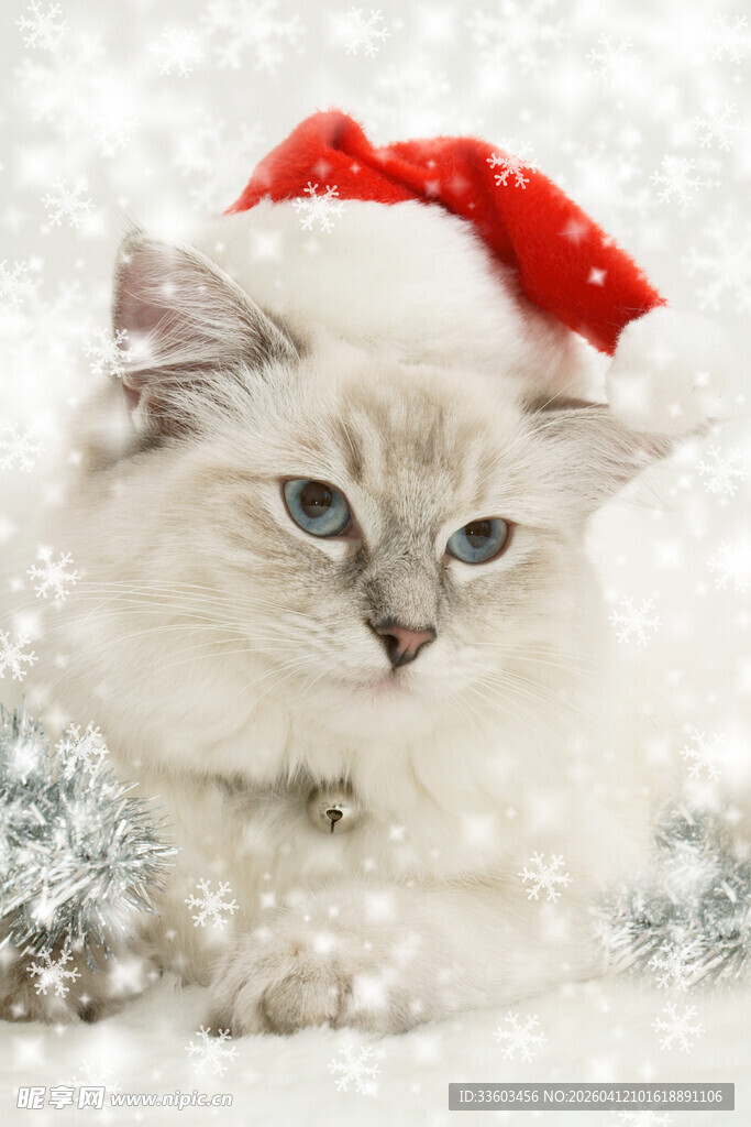 戴圣诞帽的可爱猫咪
