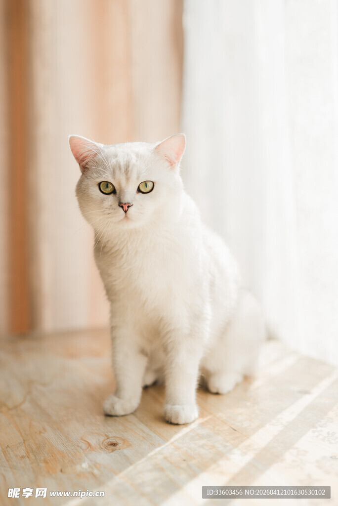 可爱小白猫端坐