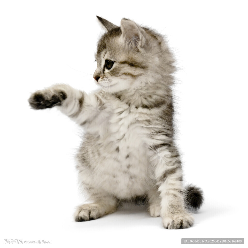 可爱小猫站立伸爪