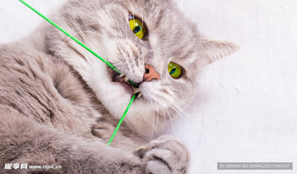 猫咪玩逗猫棒超可爱