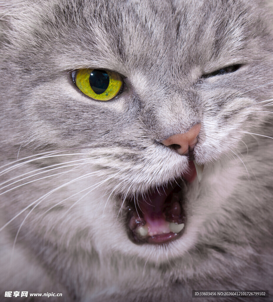 俏皮眨眼的灰毛猫咪