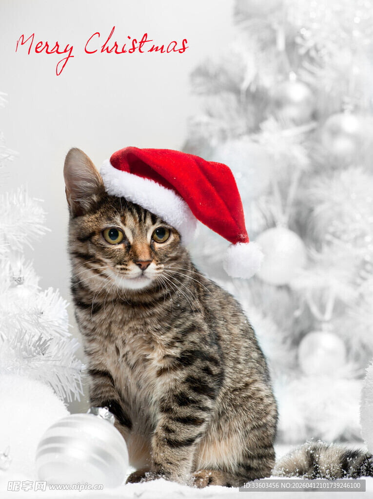 戴圣诞帽的可爱猫咪