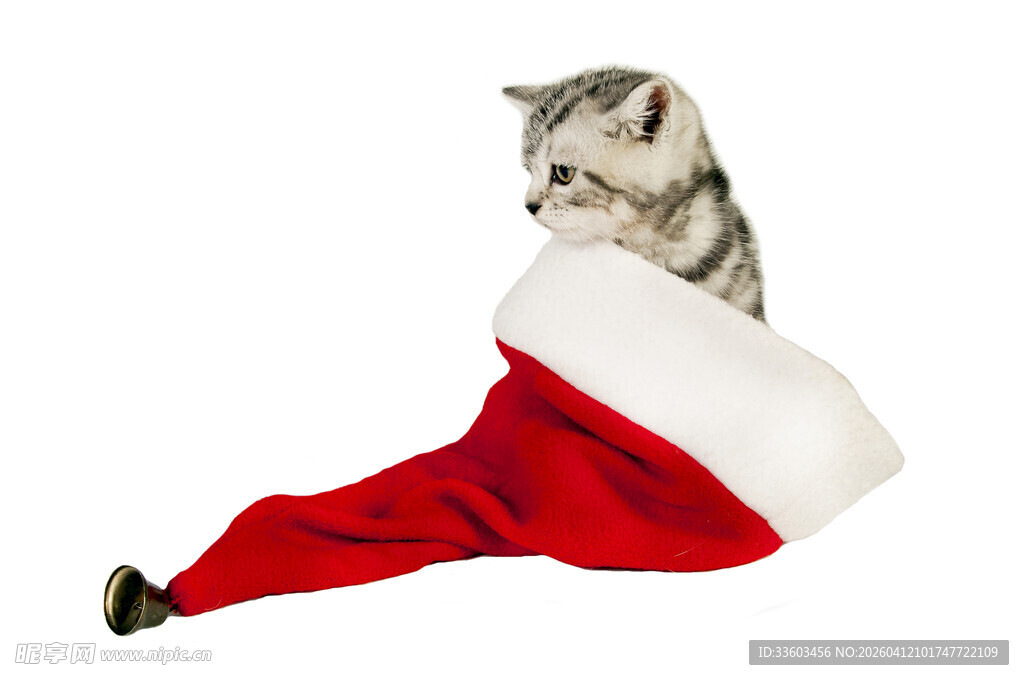 小猫钻在圣诞帽里