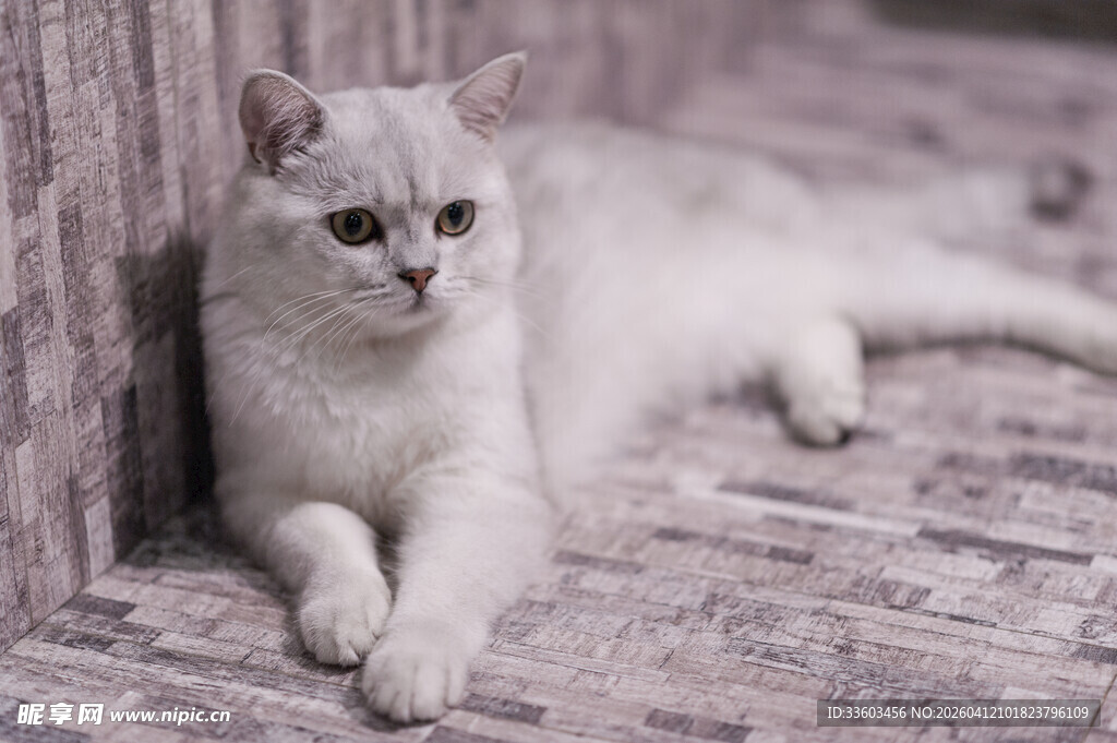 慵懒白猫靠墙惬意休憩