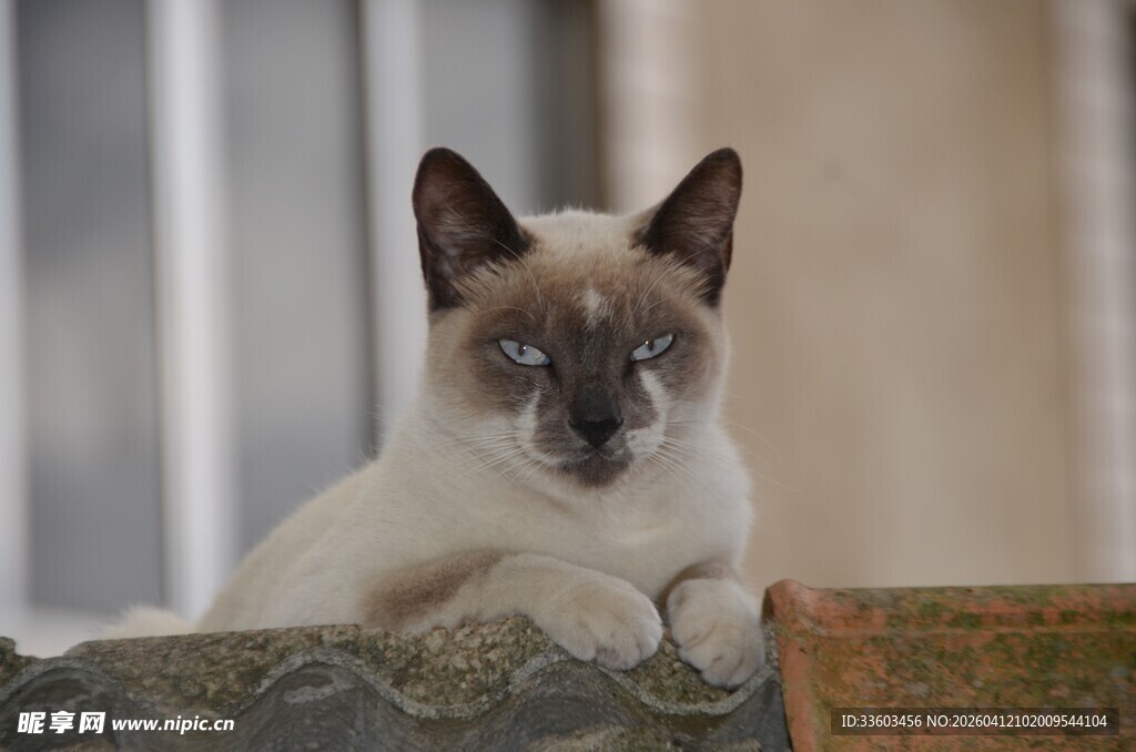 暹罗猫慵懒趴卧