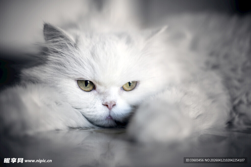 慵懒白毛猫咪趴卧瞬间