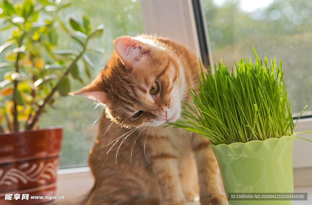 猫咪嗅闻窗边绿植