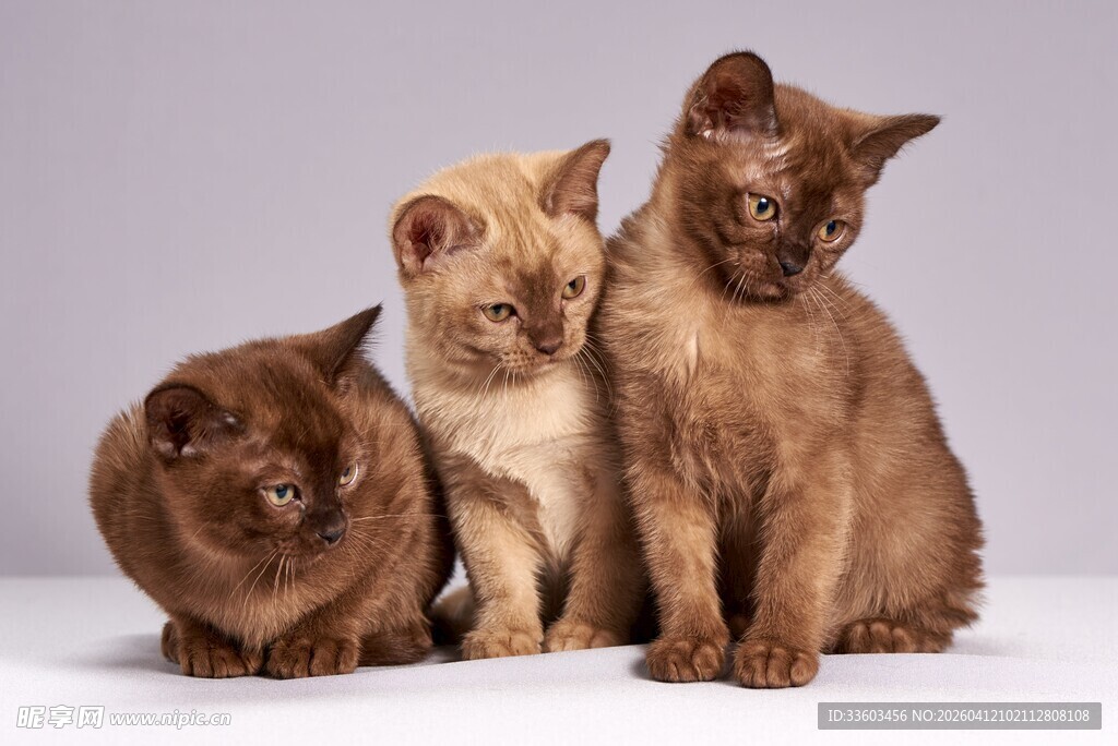 三只可爱猫咪同框