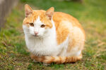 橘白猫咪静坐在绿草地上