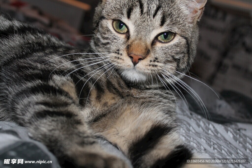 可爱条纹猫咪近景特写