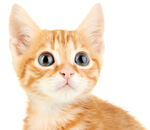 可爱橘色小猫抬头看