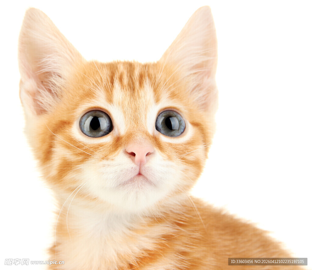 可爱橘色小猫抬头看