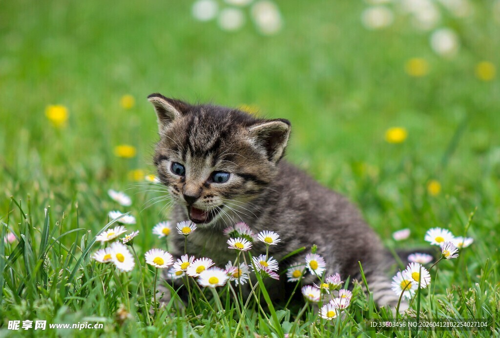 草地上的可爱小花猫