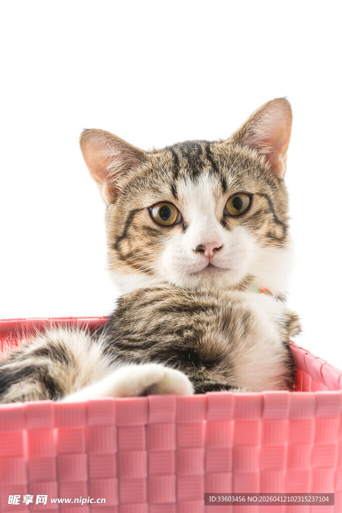 可爱猫咪躺粉色容器中