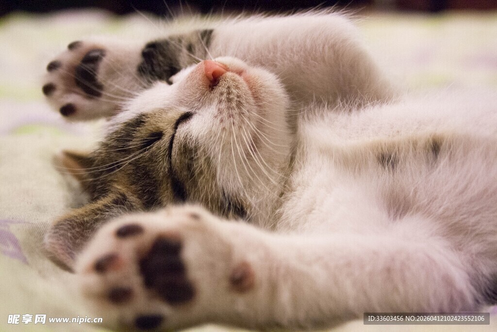 酣睡的可爱小猫咪