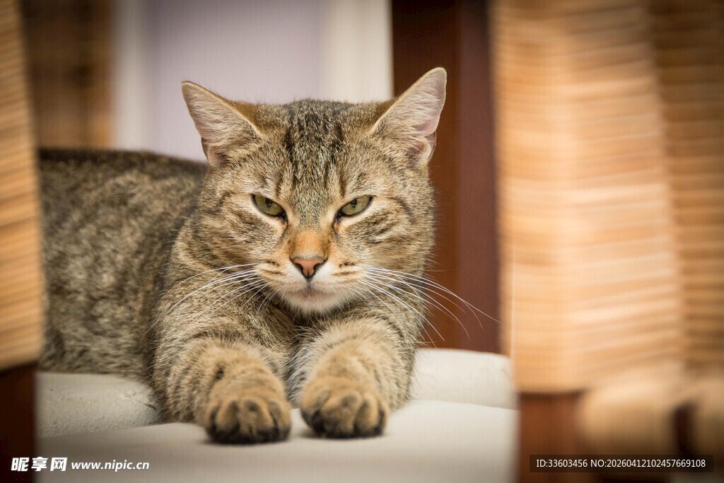 慵懒猫咪惬意趴卧