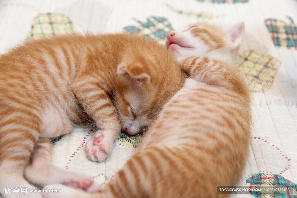 依偎的橘猫小可爱