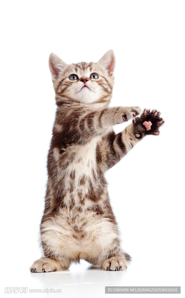 站立伸爪的可爱小猫咪