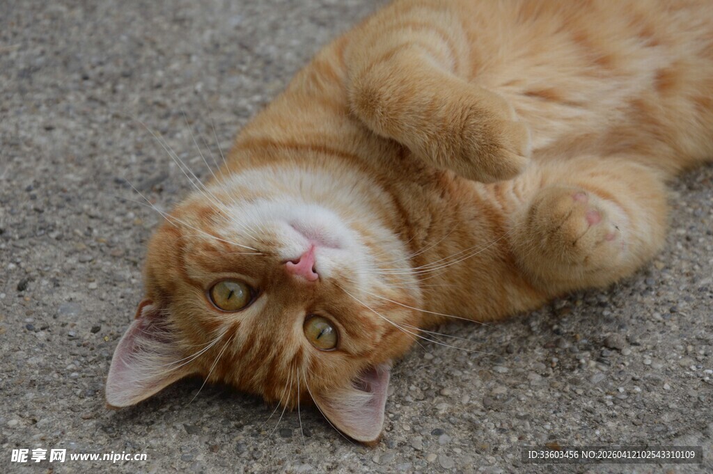 橘猫惬意躺地玩耍