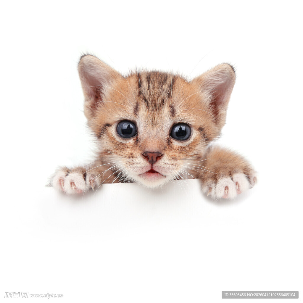 可爱小猫探头萌态十足