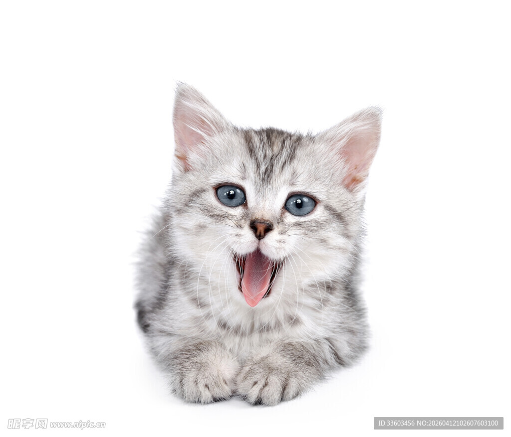 张嘴的可爱小猫咪