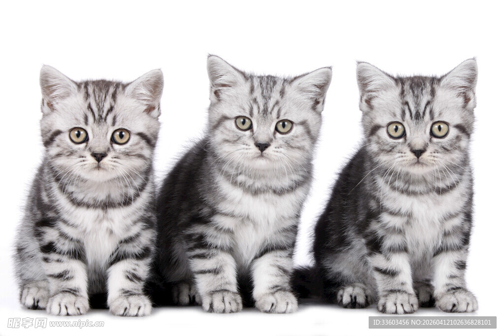 三只可爱小猫咪