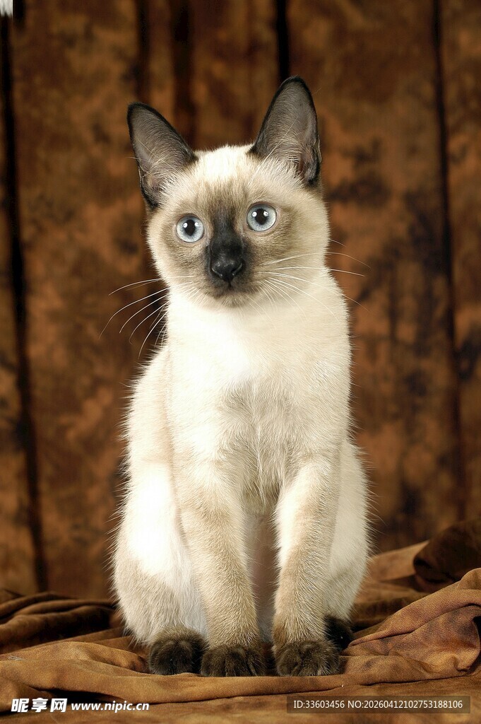 可爱暹罗猫端坐