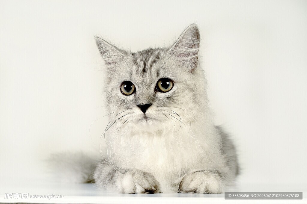 可爱银渐层小猫