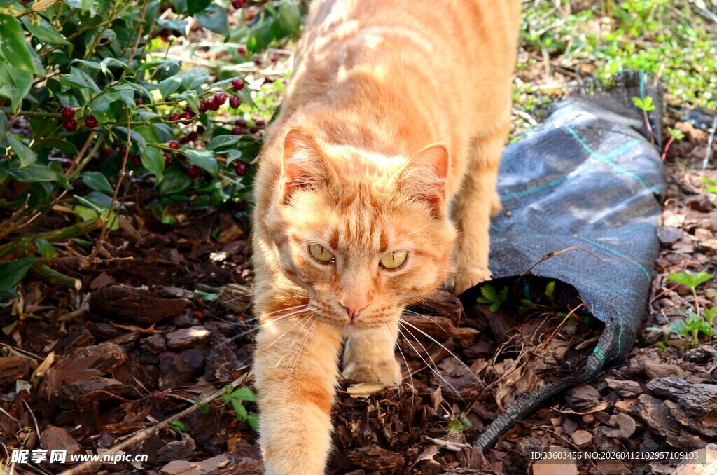 户外漫步的橘猫