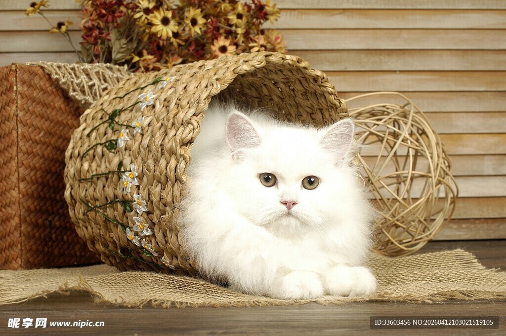 白猫咪惬意躺卧草编窝