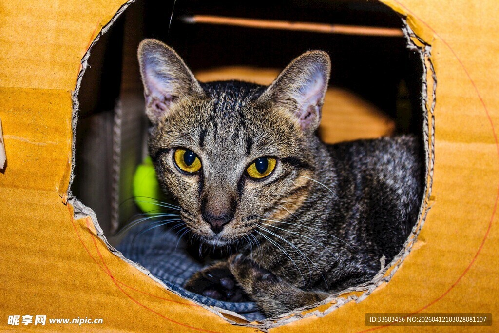 木洞中的好奇猫咪