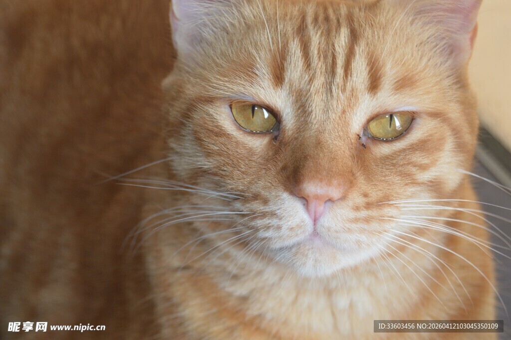 橘猫特写