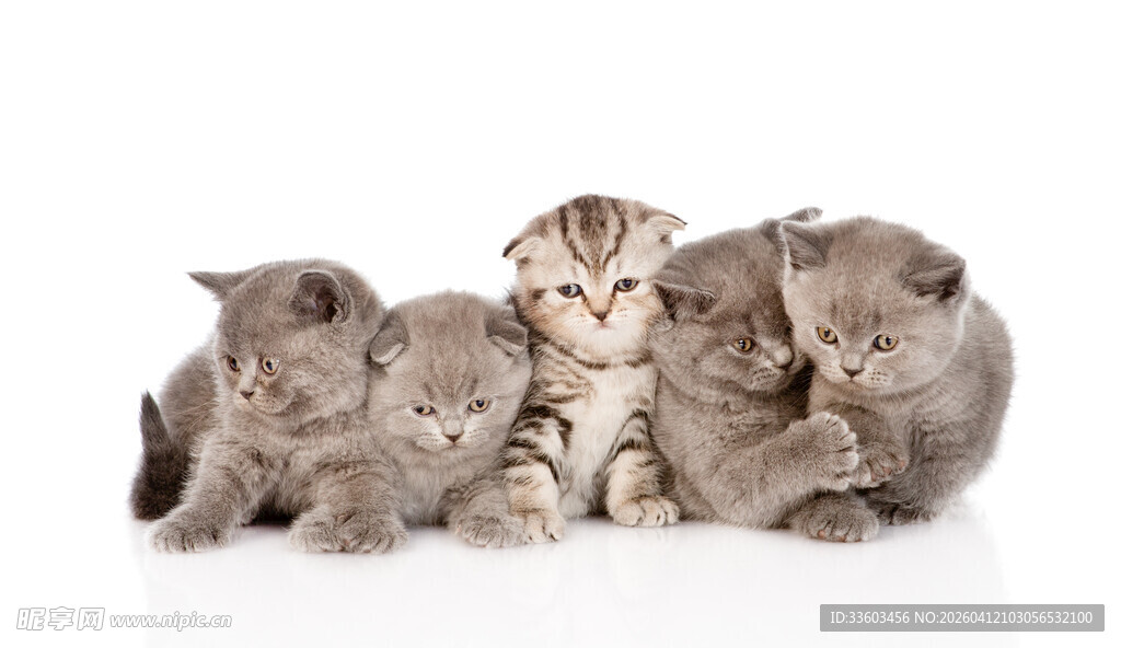 可爱小猫排排坐