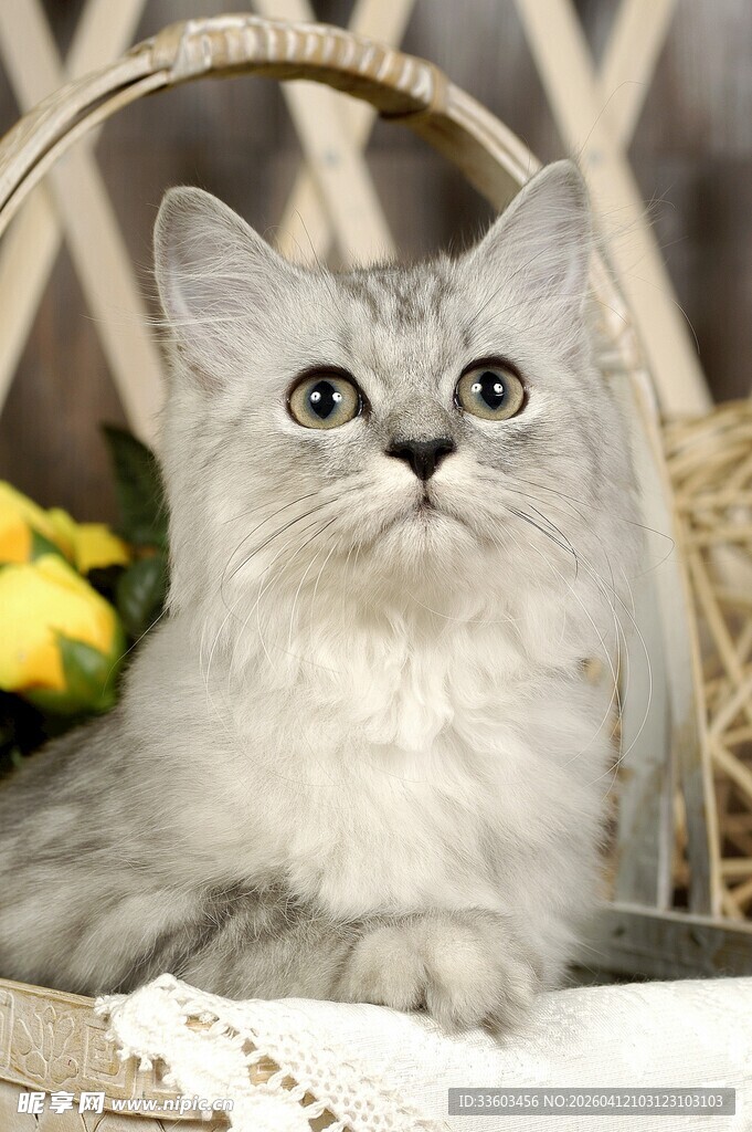 银渐层猫咪的可爱瞬间