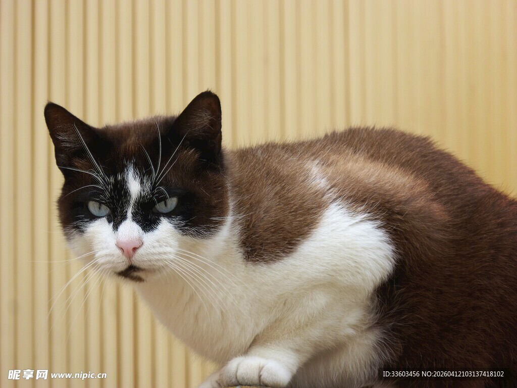 棕白猫咪好奇回望