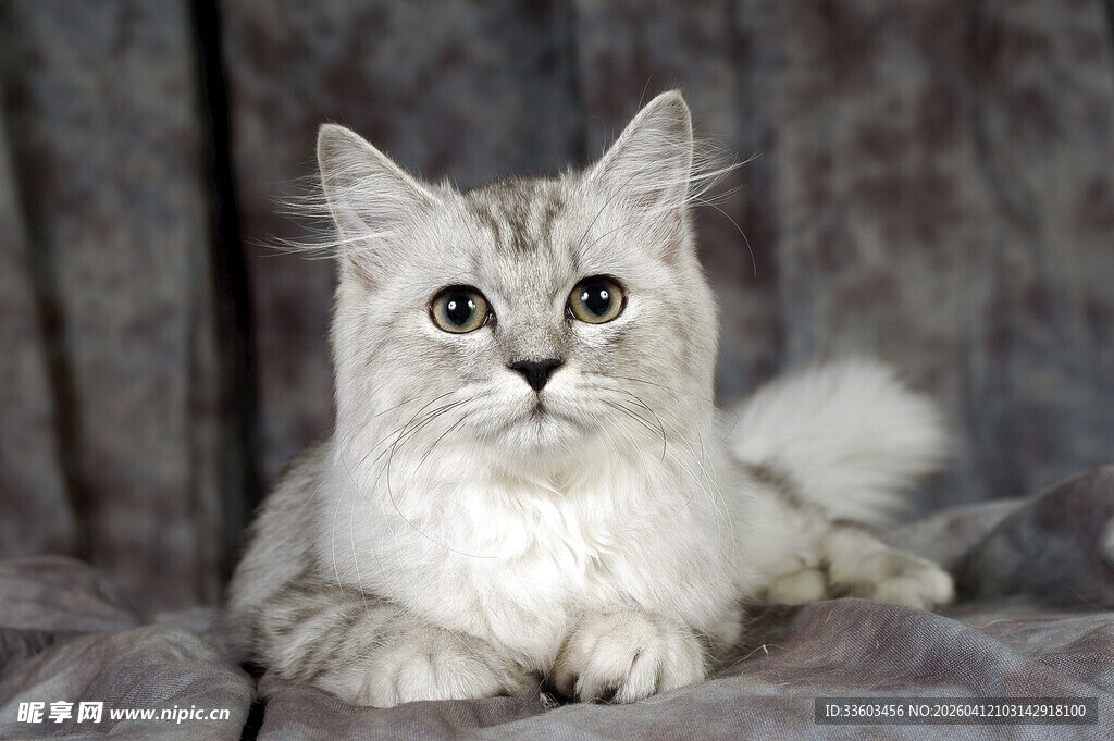 可爱长毛猫安静趴卧