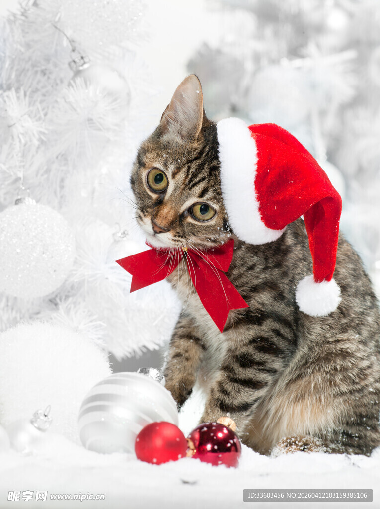 圣诞装扮的可爱猫咪