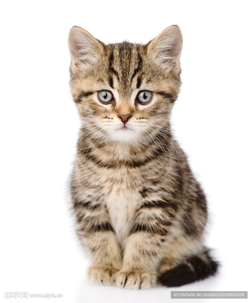 可爱小猫咪端坐