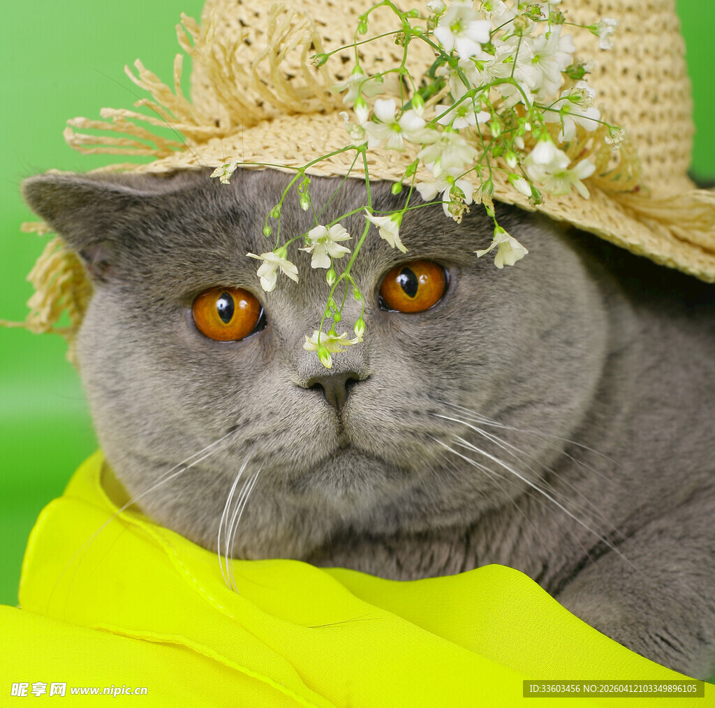 戴草帽的萌趣灰猫